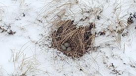 Nest und Eier der Ohrenlerche (Eremophila alpestris) nach einem starken Kälteeinbruch. Bild: Devin de Zwaan