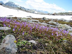 Auf einer felsdurchzogenen, teils noch schneebedeckten Hochebene wächst im Vordergrund eine Gruppe Soldanella pusilla. Die kleinen Alpenglöckchen haben lila Blütenkelche, die nach unten geöffnet sind.