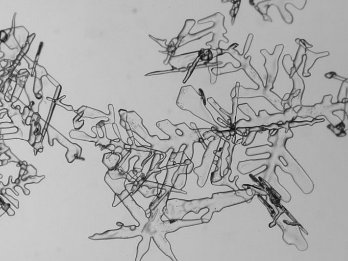 Abbauende Neuschneeformen (Grösse des Bildausschnitts: 4.3 x 3.2).