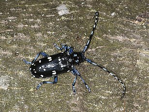 Weibchen des Citrusbockkäfers (CLB)