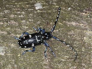 Femelle du capricorne asiatique des agrumes (CLB)