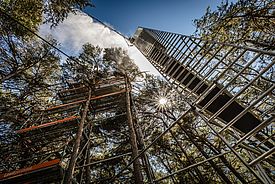 Innerhalb des VPDrought Projekts, werden Föhren mit Wasserdampf besprüht um die Auswirkungen von atmosphärischer und Boden-Trockenheit auf die Bäume und den Wald zu untersuchen. (Photo: Kellenberger Photographie)