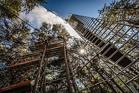 Within the VPDrought project, pine trees are sprayed with water vapour to study the effects of atmospheric and soil drought on the trees and the forest. (Photo: Kellenberger Photography)