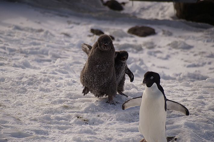 Heisshungrige  Teenager Pinguine. Die Elternpinguine werden immer wieder verfolgt. 