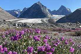 Photo 9: The Greenlandic national plant, the dwarf fireweed from the evening primrose family, is omnipresent (Photo credit: Christiane Leister).