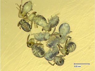 Identification count of the mesofauna of the soil. These springtail belong to the order Collembola. Picture: Kevin Klebb (WSL)