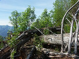 Après les tempêtes Vivian et Lothar, la forêt a repris ses droits presque partout. Sur les surfaces endommagées par Vivian, qui se situent à des altitudes plus élevées, les jeunes arbres présentent après deux décennies une densité deux fois plus faible qu’à des altitudes plus faibles. Photo: Ulrich Wasem/WSL