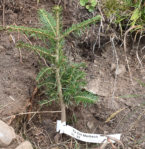 Weisstannensetzling, dessen Samen aus Marbach (Kanton Luzern) stammt. Foto: Peter Brang/WSL
