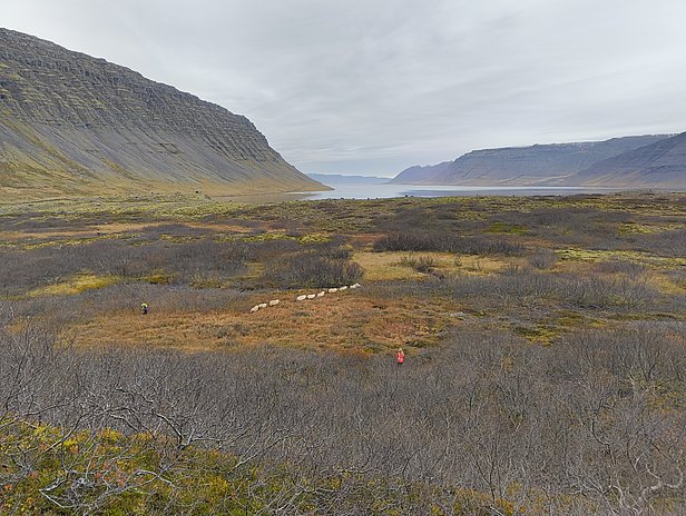 A scenic landscape features a vast, open valley with some sparse vegetation and distant mountains. In the foreground, two figures are guiding a small group of sheep across the terrain, with a calm body of water visible in the background under a cloudy sky.
