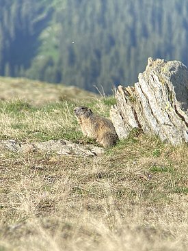 Marmotte assise dans une prairie de montagne à côté d'un rocher, avec une forêt en arrière-plan.