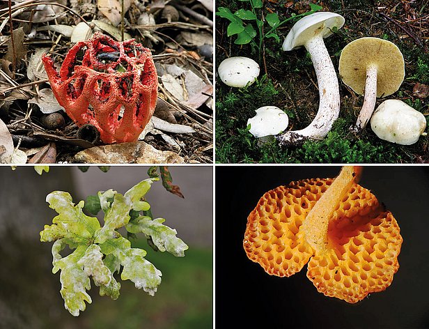 Zusammenstellung verschiedener Neomyceten mit unterschiedlicher Lebensweise