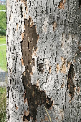 Maladie de la suie sur un vieil érable. La poudre noire des spores apparaît sous les écailles de l'écorce qui se détachent. (Photo: Protection de la forêt suisse)