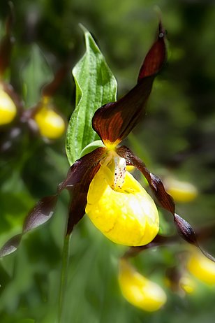 Der Frauenschuh (Orchidee) profitiert von Artenförderung. (Foto: Markus Bolliger)