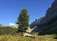 Pinus cembra (Swiss stone pine) on Rautialp, one of the three sampling sites for this species. Photo: Christian Rellstab (WSL).