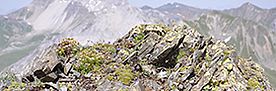 Das Bild fokussiert auf einen Felsen des Chörbschhorn bei Davos. In dem schiefrigen Gestein wachsen verschiedene Pflanzen, Flechten und Moose. 