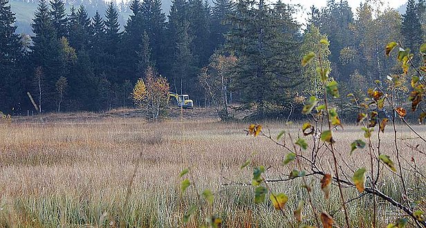 Renaturierung Meienstossmoos