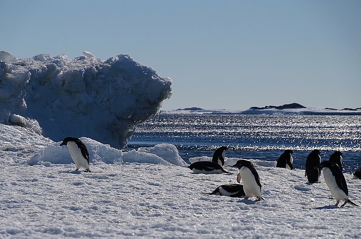 Pinguine am Strand. Leider habe ich das organisierte Schwimmen verpasst.