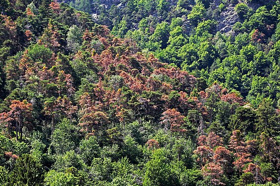 Dead pine trees near Visp in spring 2017 (Photo: Andreas Rigling, WSL)