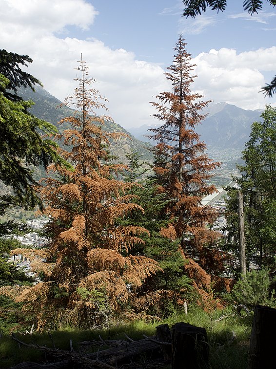 Sapins affectés par le scolyte spinidenté (Pityokteines spinidens) en Valais. (Photo: Protection de la forêt suisse)