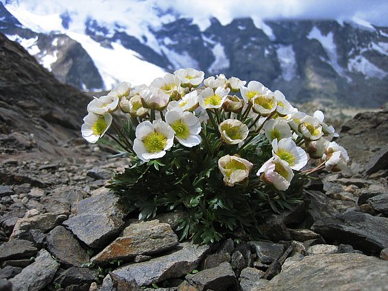 La photo montre au premier plan la « renoncule des glaciers » : elle porte une trentaine de fleurs blanc-jaune et ses feuilles sont vert foncé. Elle pousse sur les sols caillouteux dans les montagnes. A l’arrière-plan, on voit une chaîne montagneuse dont les flancs sont encore partiellement enneigés. 