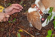 Trained truffle dog locates Burgundy truffle fruit bodies. Photo: Simon Egli (WSL) 