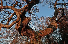 Vieux chêne à Bubendorf (canton de Bâle-Campagne, Suisse). Les chênes peuvent accéder aux réserves d'eau profondes du sol grâce à leur système racinaire et ne sont donc généralement pas affectés par une forte réduction de la quantité d'eau dans le sol. Par conséquent, leurs stomates peuvent réagir avec souplesse aux variations de la sécheresse atmosphérique et leurs cernes sont d'excellents enregistreurs des changements du VPD. (photo: Markus Bolliger)