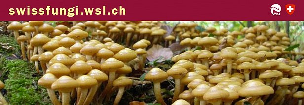 Webauftritt swissfungi.wsl.ch