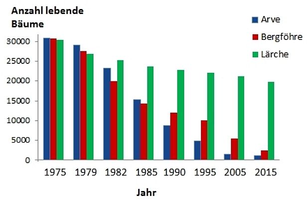 Abb. 2: Überlebensraten von Arve (rot), Bergföhre (blau) und Lärche (grün) zwischen 1975-2015. 