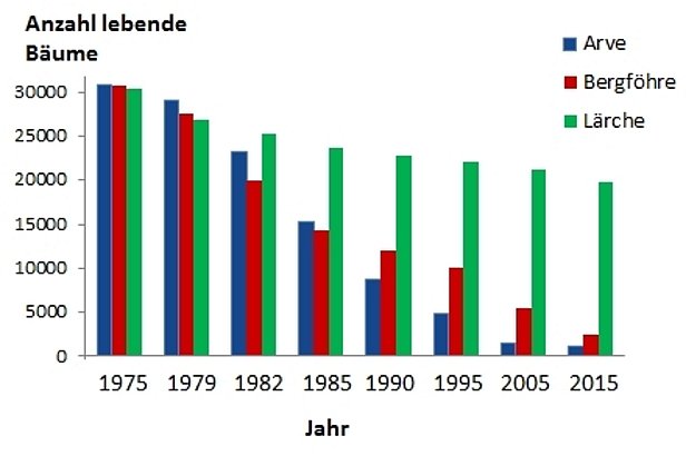 Überlebensraten von Arve (rot), Bergföhre (blau) und Lärche (grün) zwischen 1975-2015. 