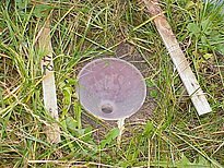 Blick von oben in den Trichter. Der Trichterhals ist mit einem Drahtkreuz von 1.5 cm Maschenweite blockiert, um Kleinsäugern und Reptilien die Flucht zu ermöglichen.