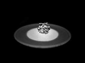 Abbildung 2: Ein Cluster rundlicher Körner von etwa 1 cm Durchmesser. Foto: A. Macfarlane