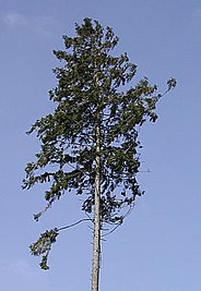 Crown condition assessment