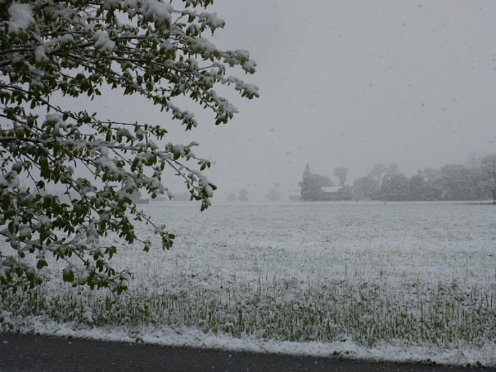 Mit den kalten Temperaturen schneite es weit hinunter und der Schnee blieb sogar in tiefen Lagen liegen (441 m, Gams, SG; Foto: P. Diener, 18.4.2017).