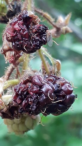 Von der Kirschessigfliege befallene Brombeeren (Rubus corylifolius agg.) (Foto: Irene Bühlmann)