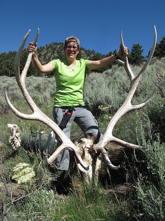 Risch mit dem Geweih eines Wapitihirsches, der von Wölfen gerissen wurde, im Yellowstone-Nationalpark (USA). (Foto: Joseph Bump)