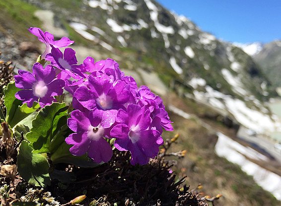 La primula irsuta (Primula hirsuta) appartiene alle poche specie i cui limiti di diffusione inferiore e superiore si sono oggi spostati più in basso rispetto a prima. Photo: Niklaus Zimmermann, WSL