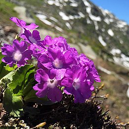 La primula irsuta (Primula hirsuta) appartiene alle poche specie i cui limiti di diffusione inferiore e superiore si sono oggi spostati più in basso rispetto a prima. Photo: Niklaus Zimmermann, WSL