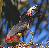 Ein Halsbandarassari (Pteroglossus torquatus) aus der Familie der Tukane frisst in Belize reife Palmfrüchte. (Foto: John Norton via Wikimedia Commons, CC BY 2.0)