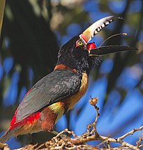 [Translate to Italienisch:] Ein Halsbandarassari (Pteroglossus torquatus) aus der Familie der Tukane frisst in Belize reife Palmfrüchte. (Foto: John Norton via Wikimedia Commons, CC BY 2.0)