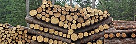 Holzstapel im Wald, quer geschnitten und ordentlich aufgeschichtet
