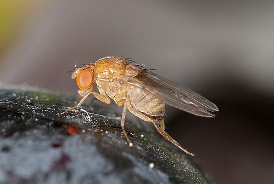 Weibchen der Kirschessigfliege (_Drosophila suzukii_). Foto: Beat Wermelinger, WSL