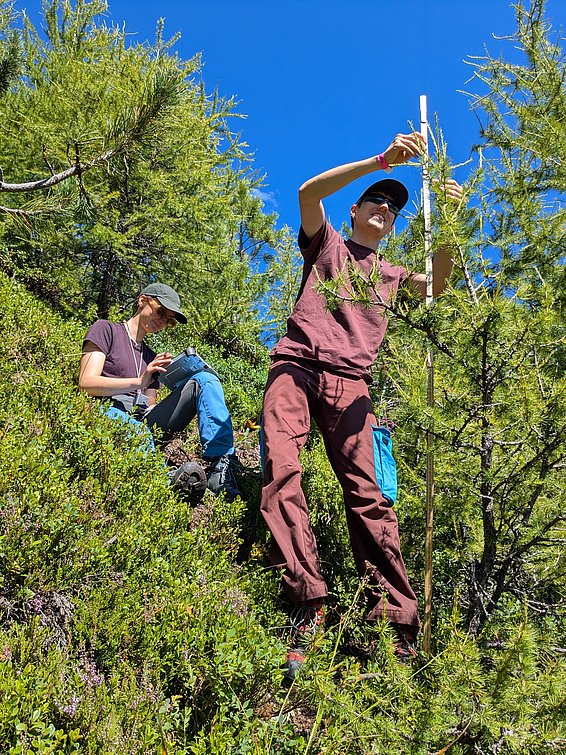 Zwei Personen in Outdoor-Kleidung messen mit einem Maßstab an einem Baum in einem bewaldeten Gebiet unter blauem Himmel.