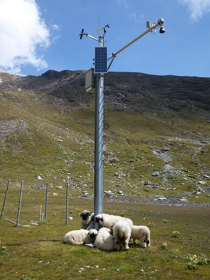 Kann der Ultraschallsensor zur Schneehöhenmessung auch Schafe zählen? IMIS Schneestation Triftchumme, 2752 m, Zermatt, VS (Foto: F. Rota, 16.08.2017).