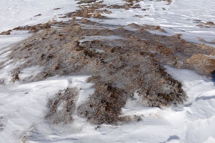 Diese Eiskruste entstand, als der Föhnsturm warmen Altschnee über den aperen Boden verfrachtete (ca. 2000 m, Hinter Tal, Haldensteiner Calanda, Untervaz, GR; Foto: SLF/K. Winkler, 13.02.2017).