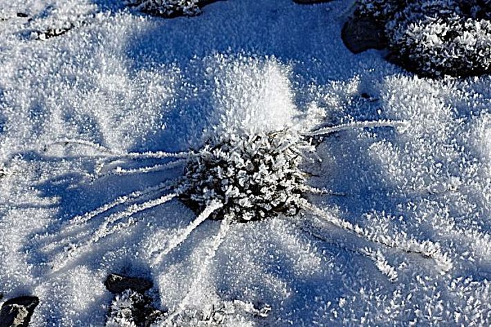Oberflächenreif als Blume angeordnet am Munt Buffalora, Ofenpass, GR (Foto: SLF/S. Margreth, 08.12.2016).