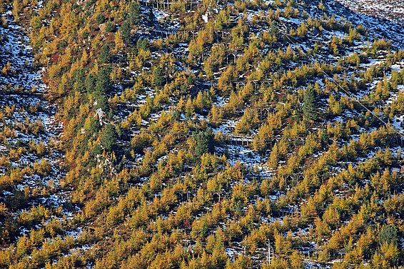 Wald mit Nadelbäumen auf einem schneebedeckten Hang in diagonalen Reihen.