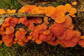 _Favolaschia calocera_ (Photo: Paul Gerber)