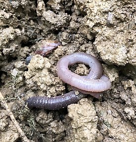 Als „Ökosystemingenieure“ lockern Regenwürmer den Boden, fördern die Durchlüftung und vermischen organisches Material mit mineralischen Bodenbestandteilen – ein wichtiger Beitrag zur Bodenfruchtbarkeit. Photo: Marco Walser (WSL)