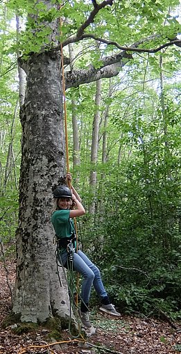 Charlotte Grossiord escalade un hêtre dans le massif des Bauges en France pour scier une branche à échantillonner. Photo : Margaux Didion-Gency