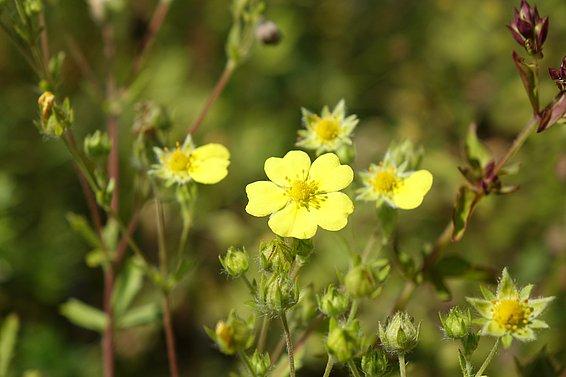 Das graue Fingerkraut wächst zerstreut im Schweizer Mittelland und im Rhonetal in steinigen, trockenen Wiesen. Es ist eine der Arten, die WSL-Mitarbeiterin Lucienne de Witte für FlorID gezielt gesucht und fotografiert hat. Foto: Lucienne de Witte, WSL.